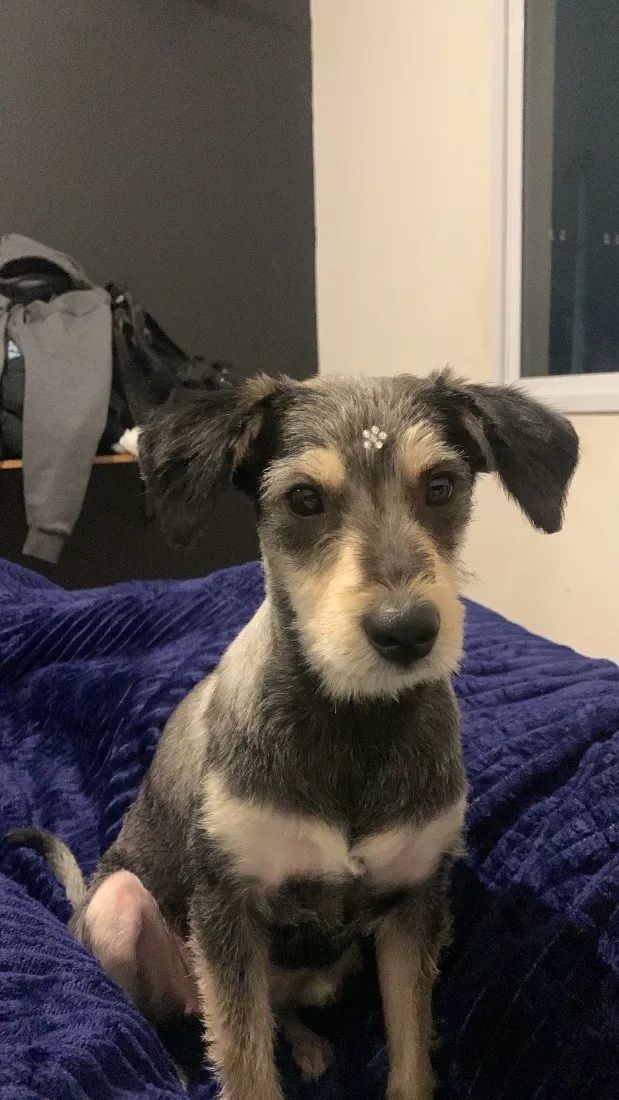 Cachorro raça SRD-ViraLata idade 7 a 11 meses nome Luna 