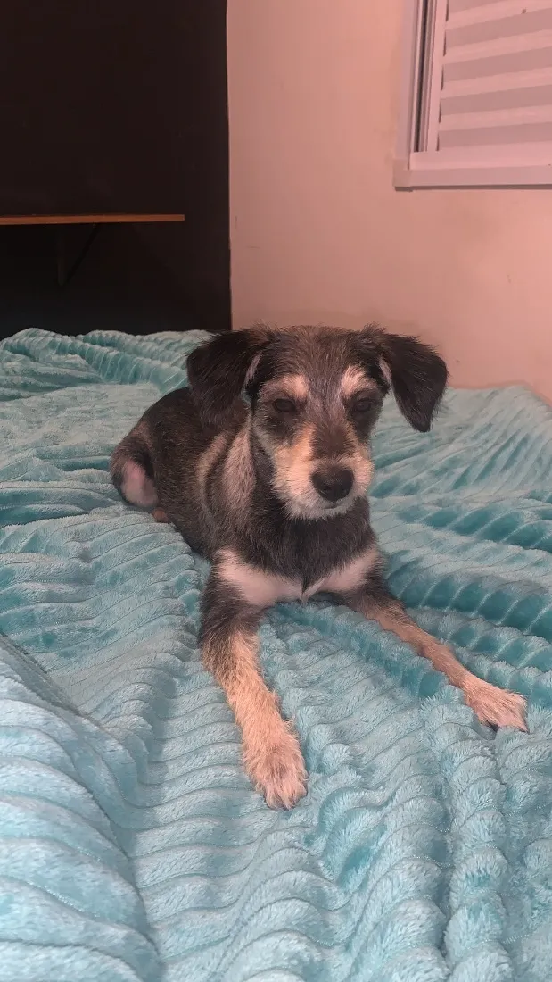 Cachorro raça SRD-ViraLata idade 7 a 11 meses nome Luna 