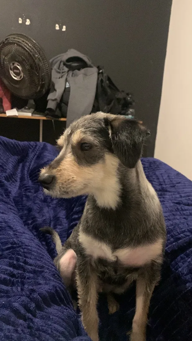 Cachorro raça SRD-ViraLata idade 7 a 11 meses nome Luna 