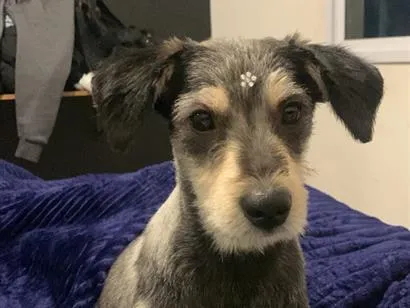 Cachorro raça SRD-ViraLata idade 7 a 11 meses nome Luna 