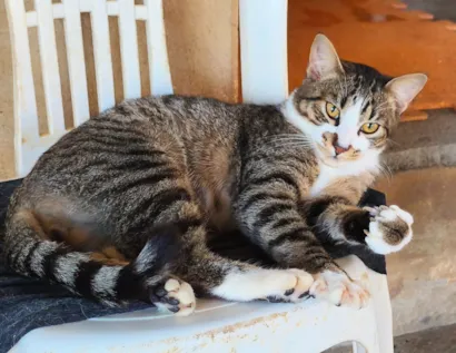 Gato raça SRD-ViraLata idade 2 anos nome Atlas