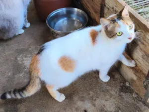 Gato raça SRD-ViraLata idade 2 anos nome Nina