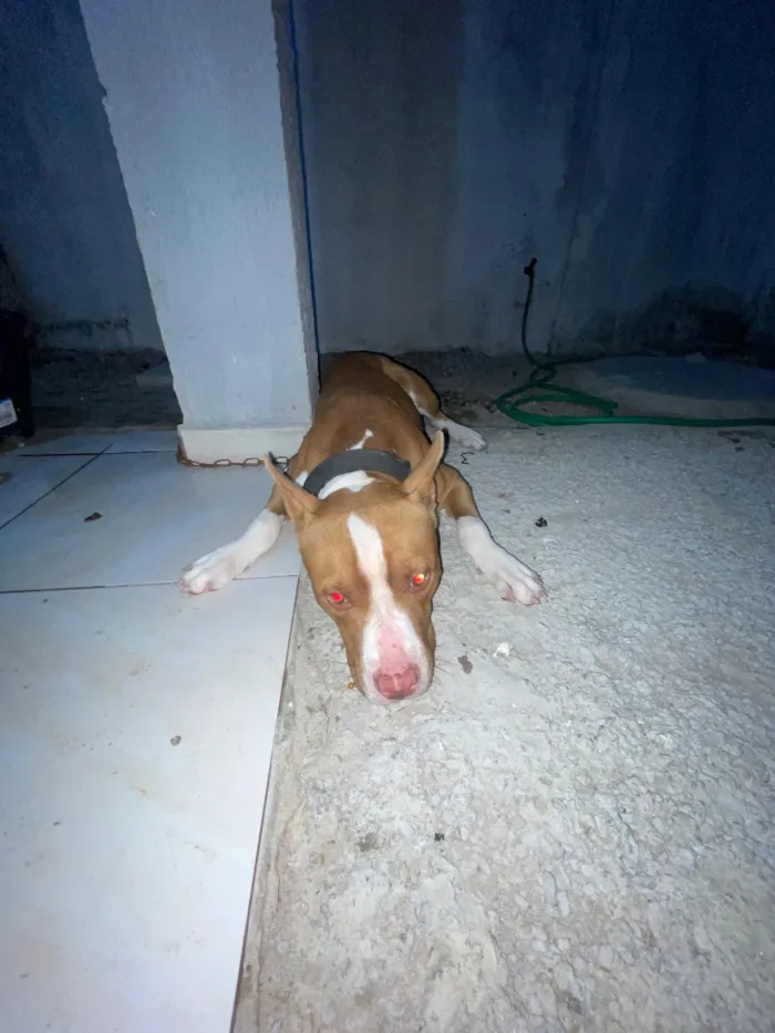 Cachorro raça Pit-Bull idade 1 ano nome Thor 