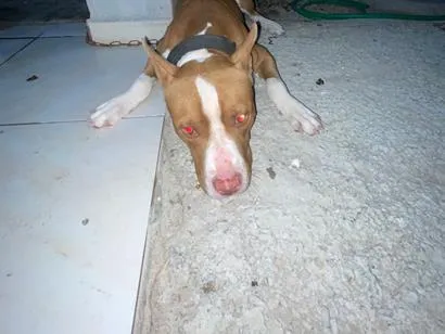 Cachorro raça Pit-Bull idade 1 ano nome Thor 