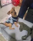 Mailo