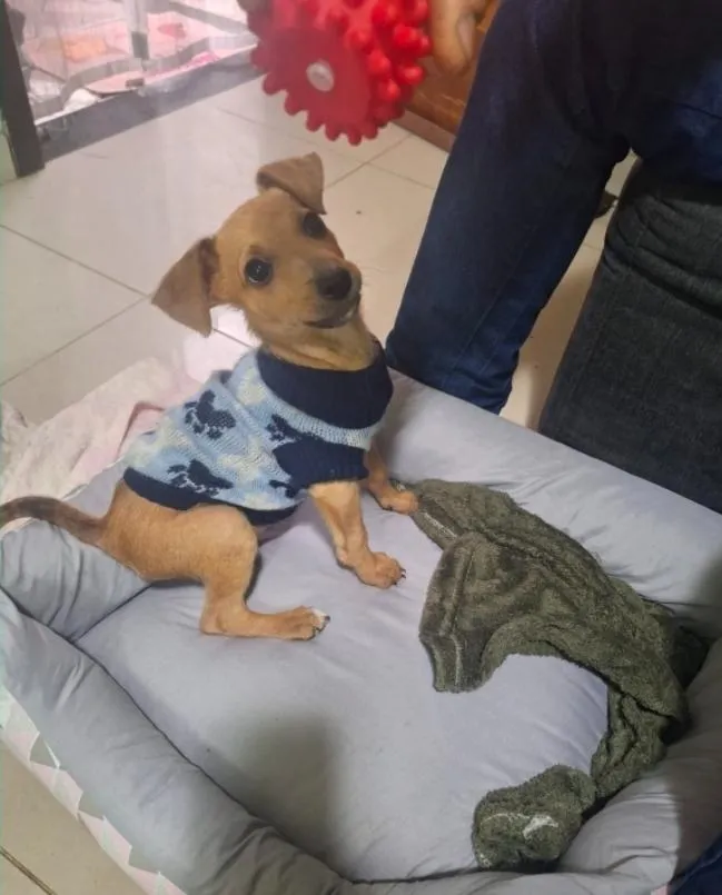 Cachorro raça SRD-ViraLata idade 2 a 6 meses nome Mailo