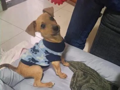 Cachorro raça SRD-ViraLata idade 2 a 6 meses nome Mailo