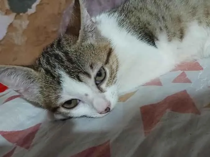 Gato raça SRD-ViraLata idade 2 a 6 meses nome micah