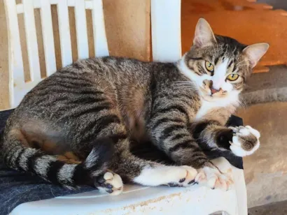 Gato raça SRD-ViraLata idade 2 anos nome Atlas