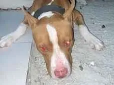 Cachorro raça Pit-Bull idade 1 ano nome Thor 