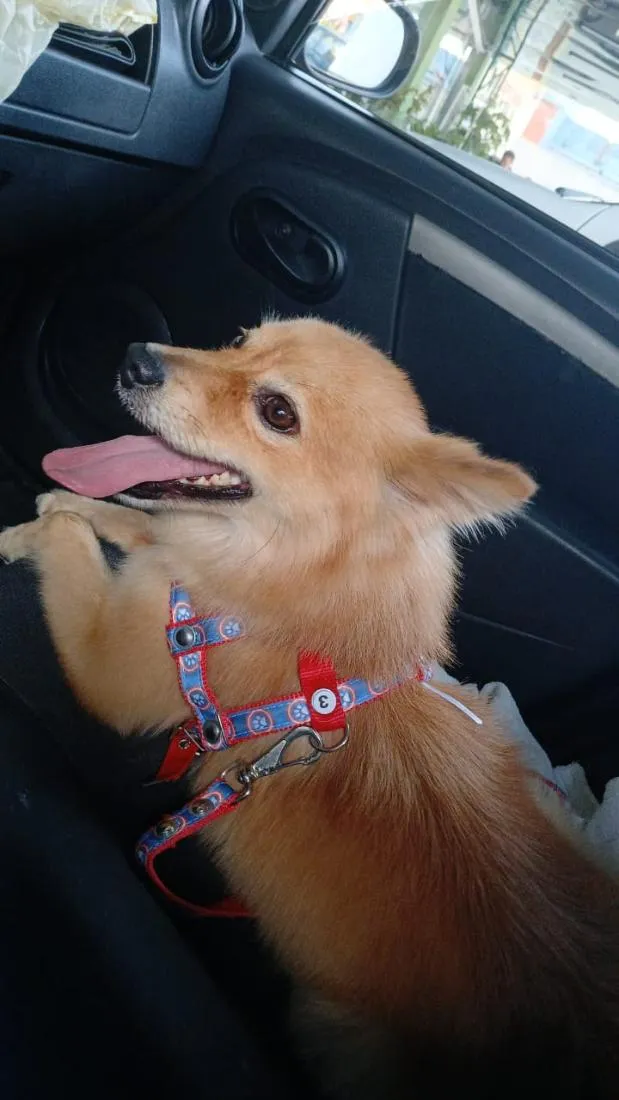Cachorro raça SRD-ViraLata idade 4 anos nome Lucky