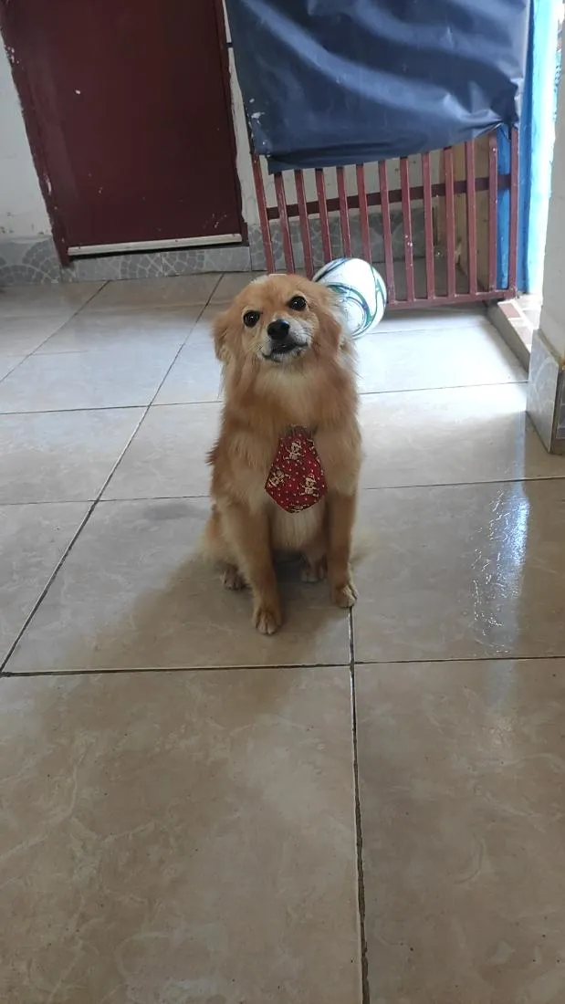 Cachorro raça SRD-ViraLata idade 4 anos nome Lucky