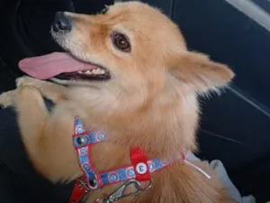 Cachorro raça SRD-ViraLata idade 4 anos nome Lucky