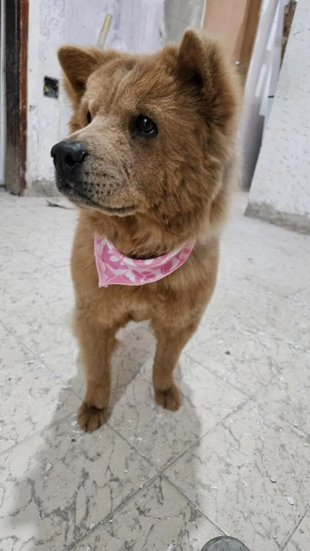 Cachorro raça Chow Chow idade 1 ano nome Mel