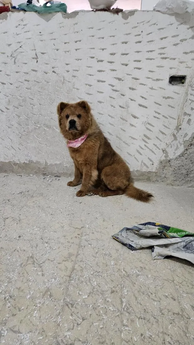 Cachorro raça Chow Chow idade 1 ano nome Mel