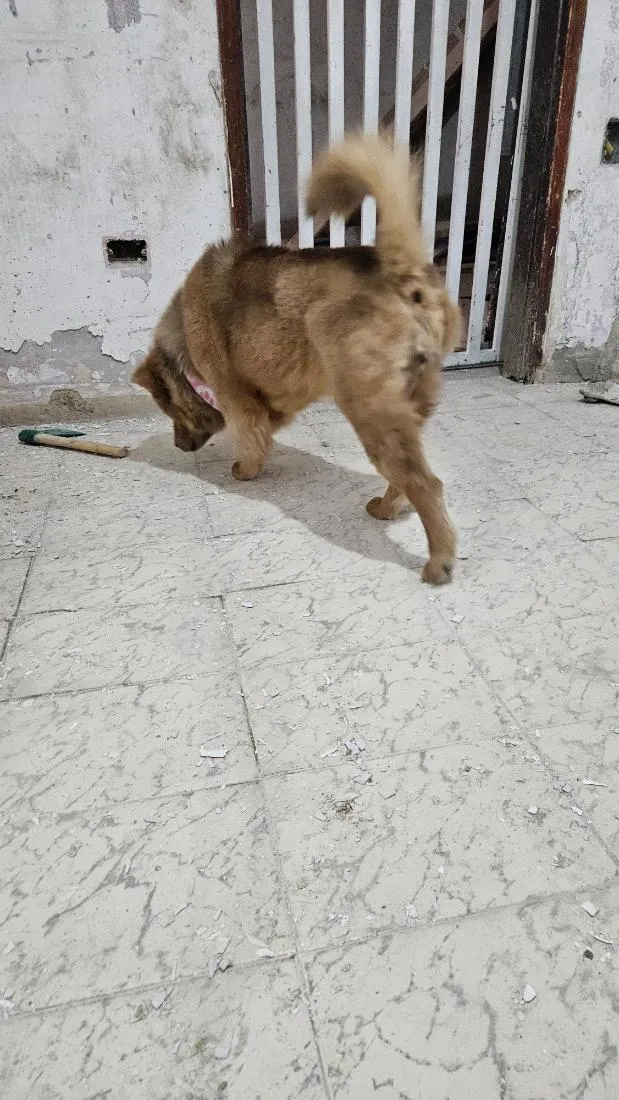 Cachorro raça Chow Chow idade 1 ano nome Mel