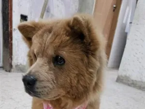 Cachorro raça SRD-ViraLata idade 1 ano nome Mel
