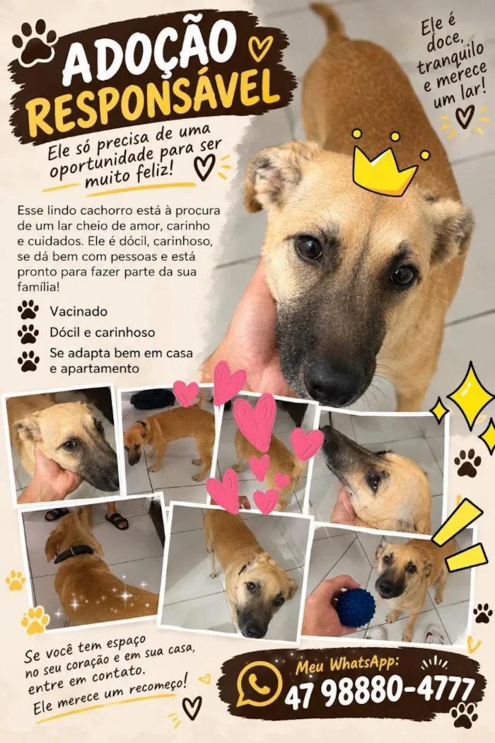 Cachorro raça SRD-ViraLata idade 2 a 6 meses nome chinchin