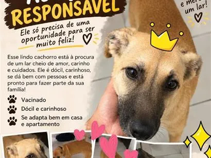 Cachorro raça SRD-ViraLata idade 2 a 6 meses nome chinchin