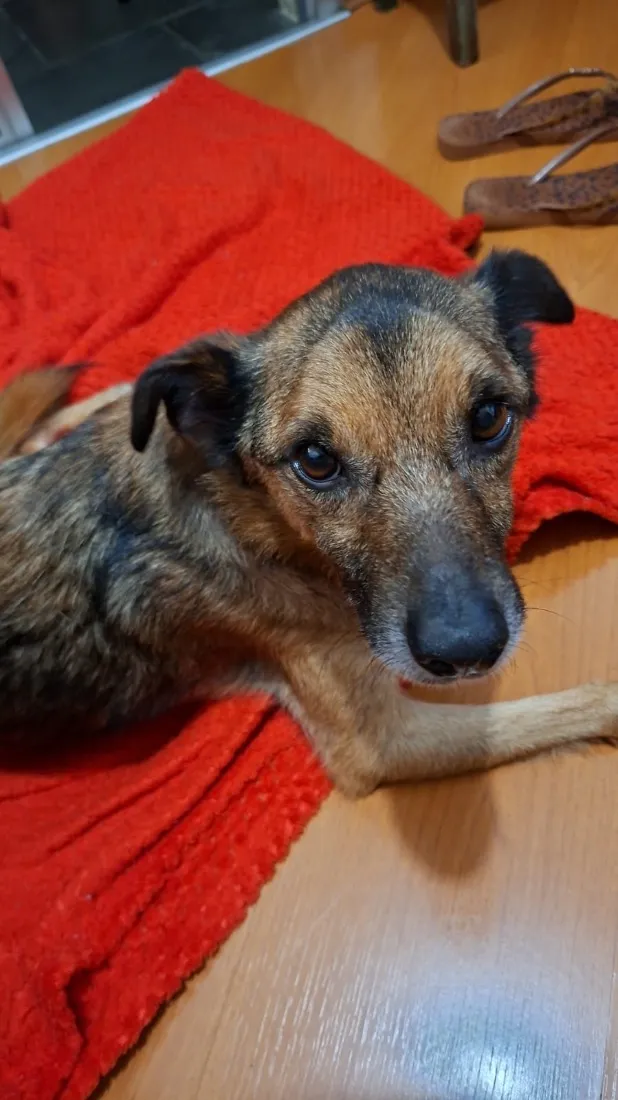 Cachorro raça SRD-ViraLata idade 2 anos nome João