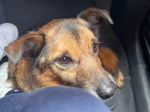 Cachorro raça SRD-ViraLata idade 2 anos nome João