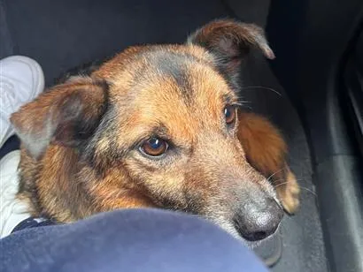 Cachorro raça SRD-ViraLata idade 2 anos nome João