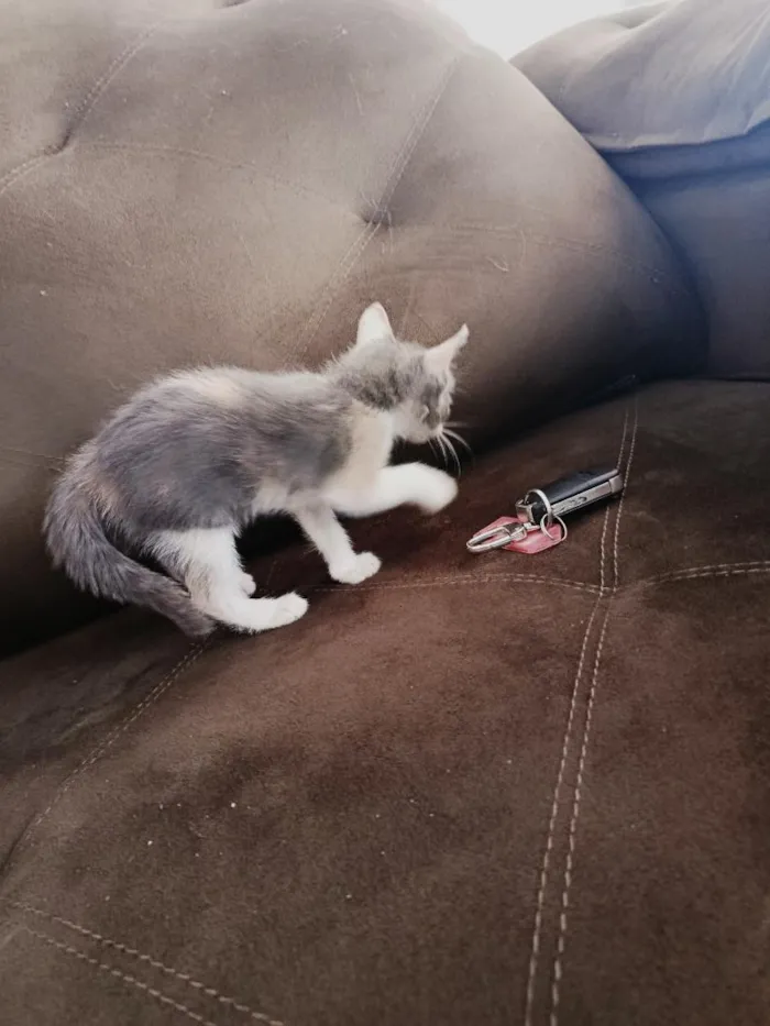 Gato raça SRD-ViraLata idade 2 a 6 meses nome Loli