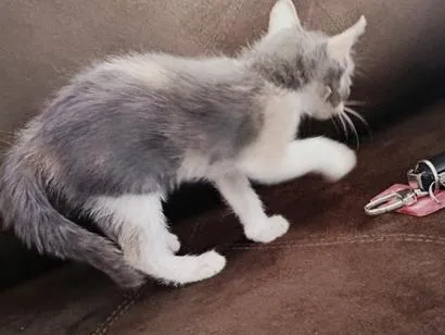Gato raça SRD-ViraLata idade 2 a 6 meses nome Loli