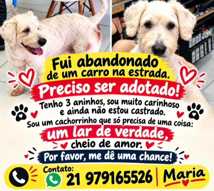 Cachorro raça Poodle idade 3 anos nome poodle