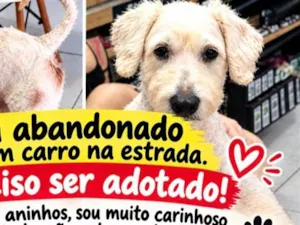 Cachorro raça Poodle idade 3 anos nome poodle
