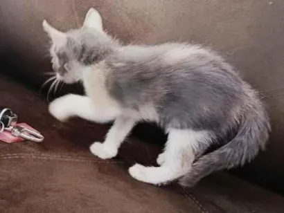 Gato raça SRD-ViraLata idade 2 a 6 meses nome Loli