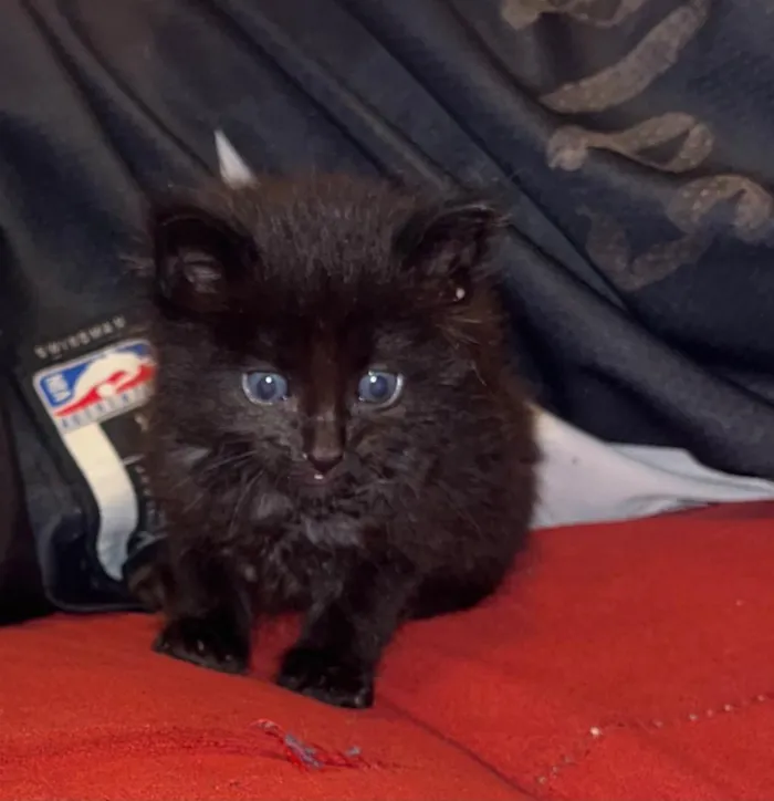 Gato raça SRD-ViraLata idade Abaixo de 2 meses nome Mofu