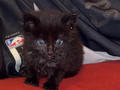Gato raça SRD-ViraLata idade Abaixo de 2 meses nome Mofu