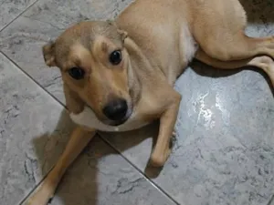 Cachorro raça SRD-ViraLata idade 3 anos nome saffira