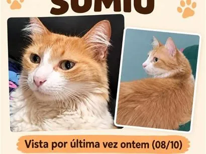 Gato raça SRD-ViraLata idade 6 ou mais anos nome Cirila