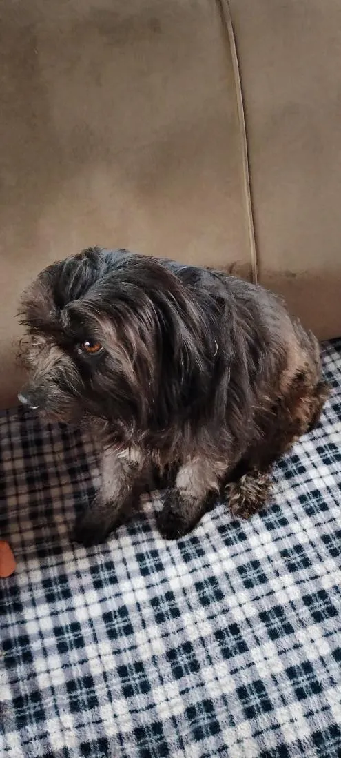 Cachorro raça Shitzu idade 3 anos nome belinha