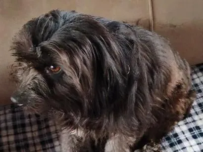 Cachorro raça Shitzu idade 3 anos nome belinha