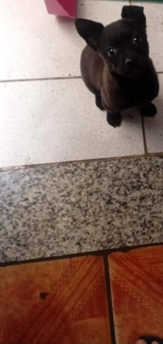 Cachorro raça SRD-ViraLata idade 7 a 11 meses nome Bud