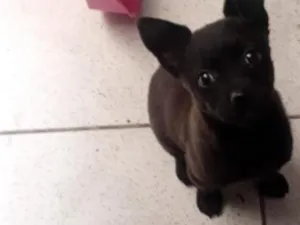 Cachorro raça SRD-ViraLata idade 7 a 11 meses nome Bud