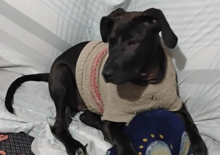 Cachorro raça SRD-ViraLata idade 7 a 11 meses nome Nico