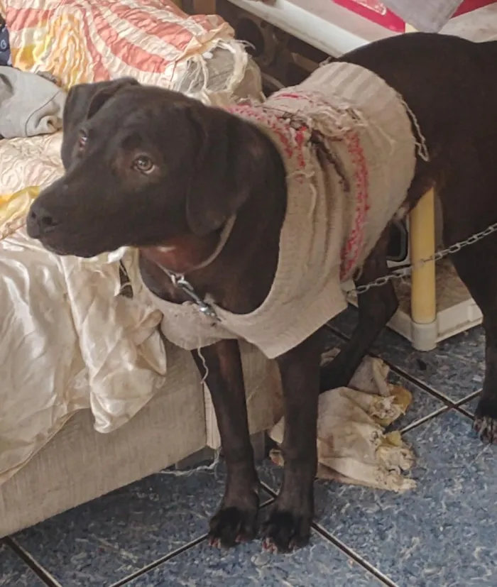 Cachorro raça SRD-ViraLata idade 7 a 11 meses nome Nico
