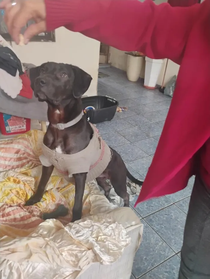 Cachorro raça SRD-ViraLata idade 7 a 11 meses nome Nico