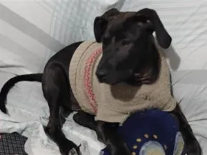 Cachorro raça SRD-ViraLata idade 7 a 11 meses nome Nico