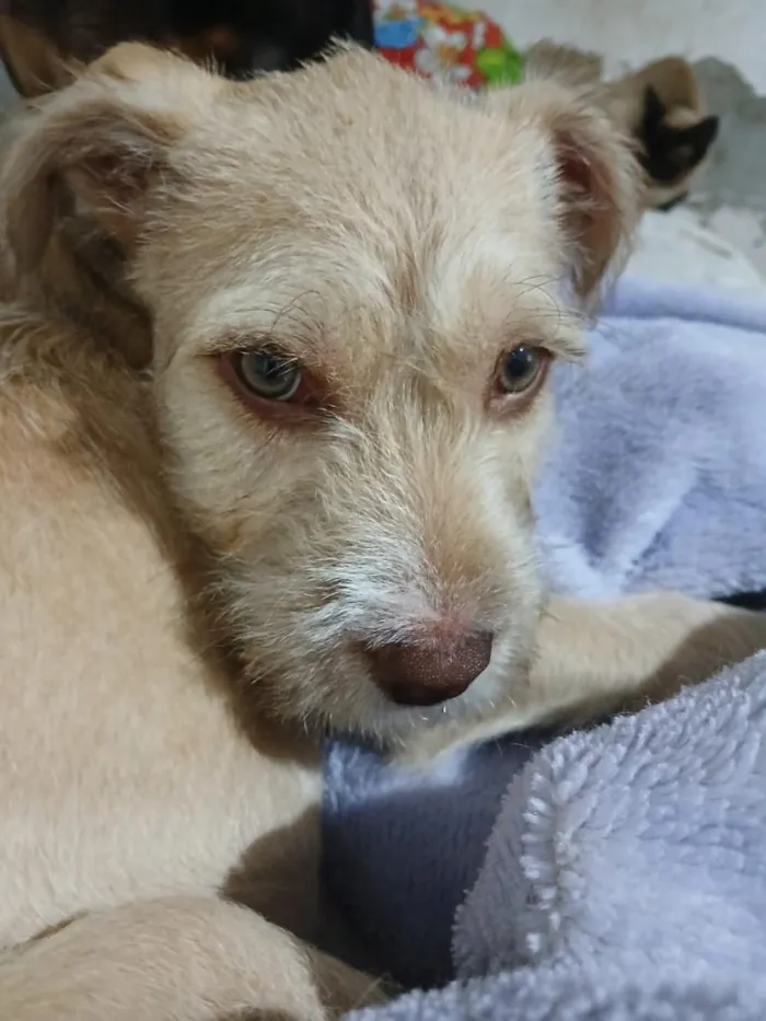 Cachorro raça SRD-ViraLata idade 7 a 11 meses nome Thor