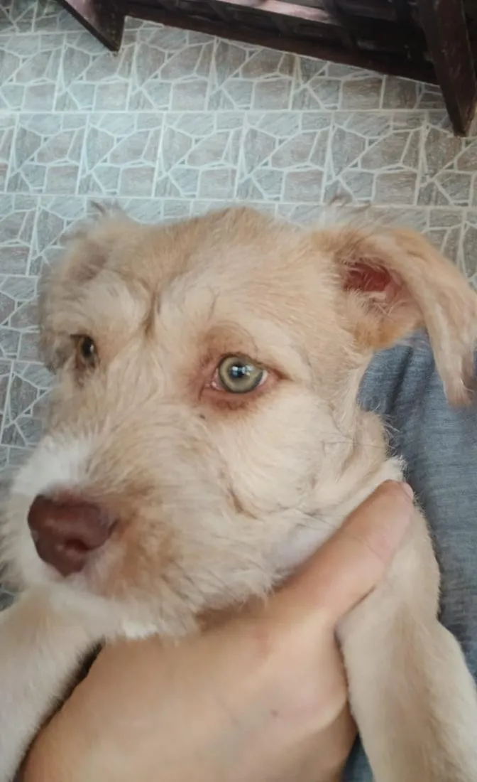 Cachorro raça SRD-ViraLata idade 7 a 11 meses nome Thor