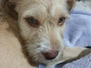Cachorro raça SRD-ViraLata idade 7 a 11 meses nome Thor