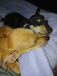 Caramelo e Tinho