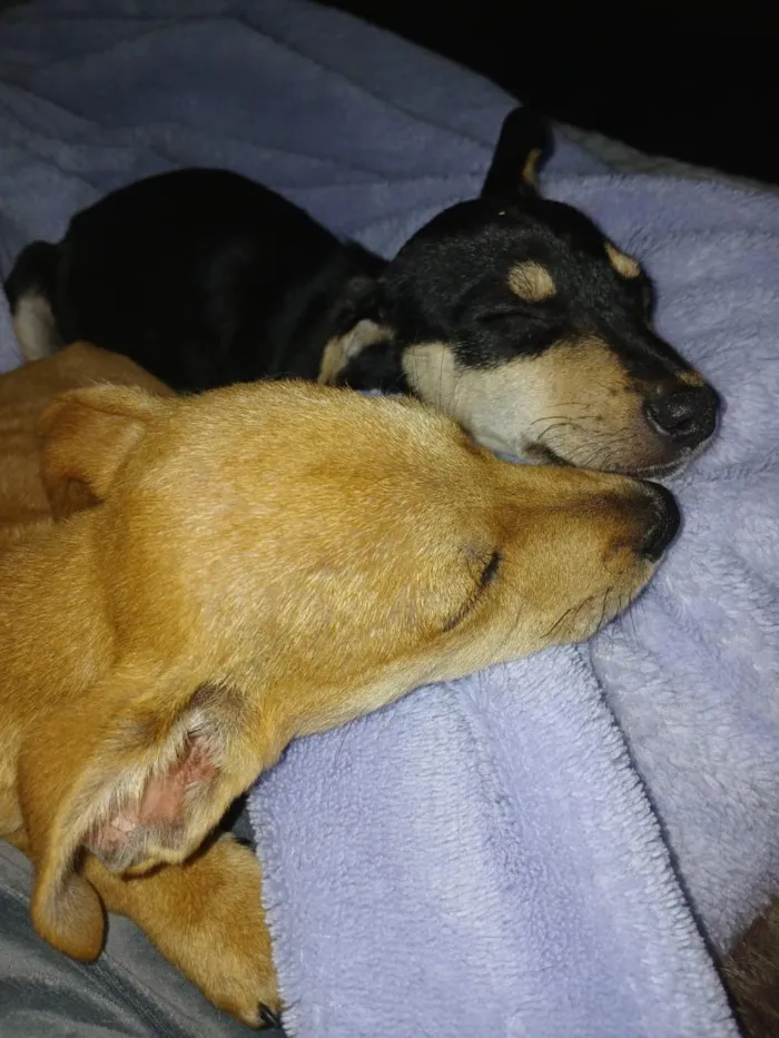 Cachorro raça SRD-ViraLata idade 2 a 6 meses nome Caramelo e Tinho