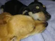 Caramelo e Tinho