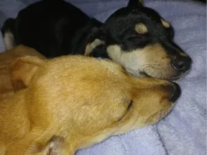 Cachorro raça SRD-ViraLata idade 2 a 6 meses nome Caramelo e Tinho
